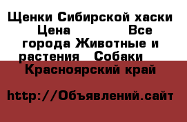 Щенки Сибирской хаски › Цена ­ 18 000 - Все города Животные и растения » Собаки   . Красноярский край